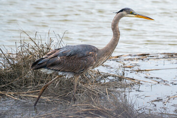 A  great blue heron bird with a long neck is walking on a wet shore