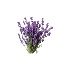 Fototapeta premium bunch of lavender isolated on a transparent background