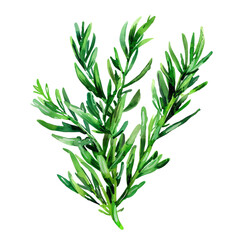 Fototapeta premium rosemary isolated on white