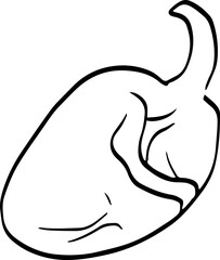Fototapeta premium Raw Chicken Sketch