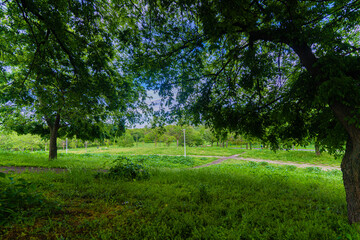 trees in the park