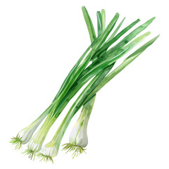 fresh green onion.