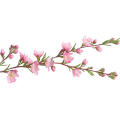 A Beautiful pink wax flower twig and bud isolated on a transparent background