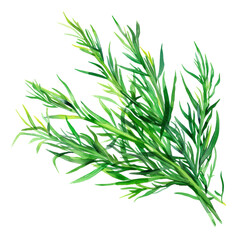 Fototapeta premium delicious and fresh Samphire ,illustration watercolor 