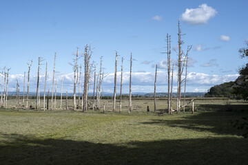Obraz premium Dead trees at Cwm Ivy marsh on the north side of the Gower peninsula. The area was once protected from the sea, has now been returned to salt marsh