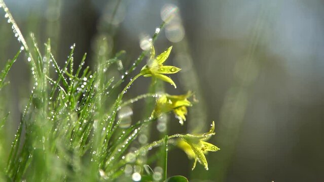 Forest wild flower Gagea minima or yellow star. Dew on green grass. Fresh nature. Drops water