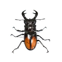 stag beetle isolated on white background.