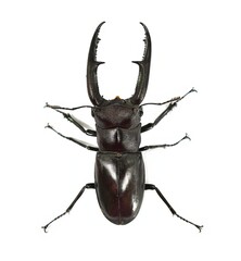 stag beetle isolated on white background.