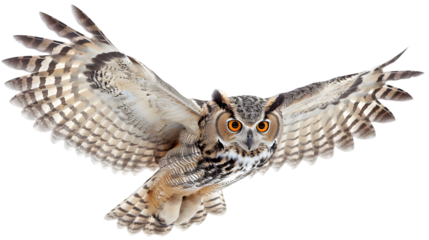 flying spread winged owl isolated on a transparent background