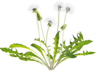 Side view of dandelion plant