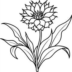 Obraz premium Cornflower flower plant outline illustration coloring book page design, Cornflower flower plant black and white line art drawing coloring book pages for children and adults 
