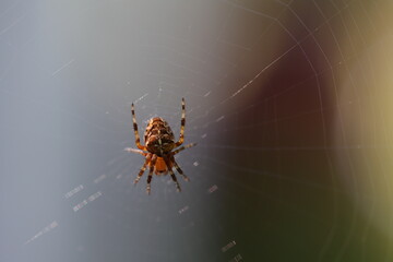 jolie araignée Araneus diadematus vue de face