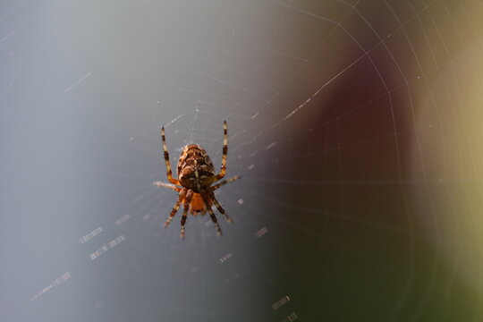 jolie araignée Araneus diadematus vue de face