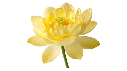 The Yellow Lotus is a relative of the Asian Sacred Lotus and is found in North America isolated on...