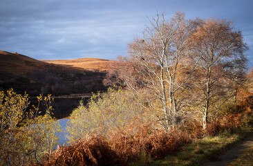 Autumn trees by the the small loch of Loch na h-Innse Gairbhe on route to Slaggan Bay along the stream of Allt Udrigill and starts from Achgarve near Gruinard Bay in the Scottish Highlands.