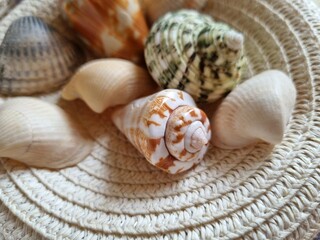 Colored seashells close up