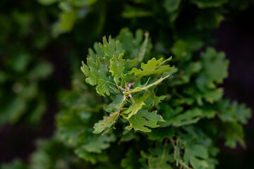 close up of a green leaf