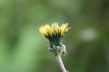 close-up of a half-bloomed dandelion flower on a blurred background