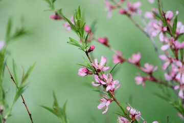 Obraz premium pink flowers and green leaves on branches close-up with blurred background