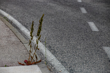 the plant grows on the asphalt