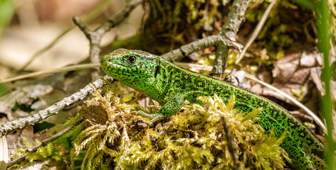 A green iguana, a scaled terrestrial animal, perches on a mossy branch