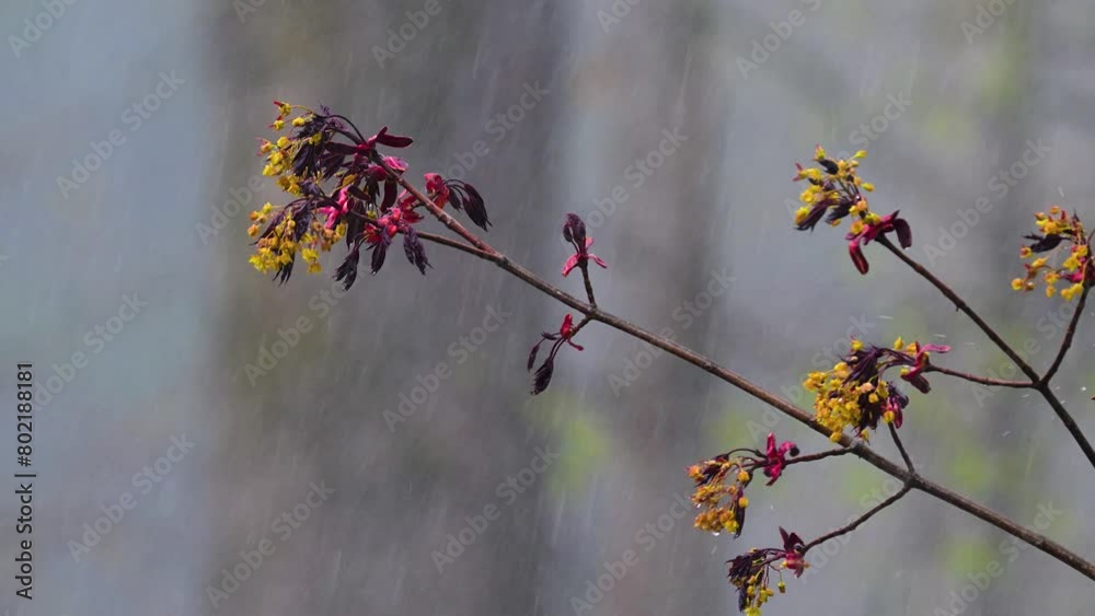 Canvas Prints april 30th and the last day for april showers in 2024. thunderstorms rolled in and out all day long 