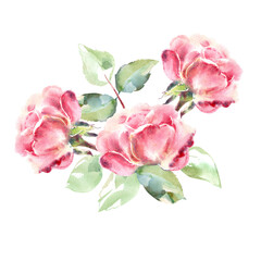 Obraz premium Pink roses watercolor hand painting floral illustration of collection garden flowers. Isolated on white background. Wedding floral design for bouquets, wreaths, arrangements, wedding invitations