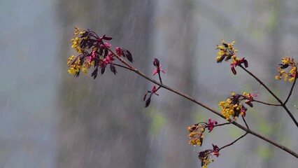 April 30th and the Last Day for April Showers in 2024.  Thunderstorms rolled in and out all day long in Windsor in Upstate NY.  We had the April Showers now it's time for the May Flowers.