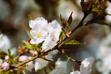 white beautiful cherry blossoms close up in spring on blurred background