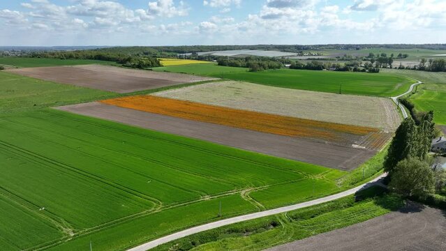 Fields of orange flowers in Maine et Loire