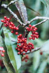 red berries on a branch