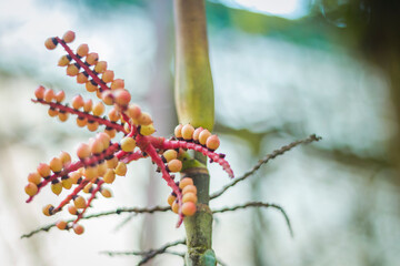 Naklejka premium blooming branch