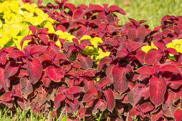 Red coleus leaves combined with green leaves on a lawn in a park.