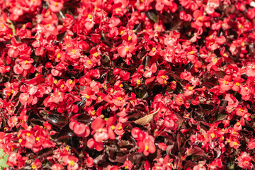 Natural background of bright red begonia everblooming flowers.
