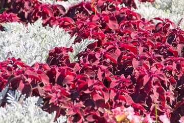 Silver cineraria and red coleus form a vibrant pattern on the park lawn.