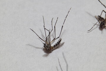 Close-up of died aedes dengue mosquito isolated on white background.