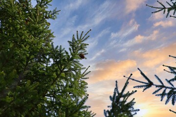 Paws of a green spruce with cones against the background of the sunset sky.                               