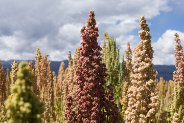 Photograph detail of red quinoa in a field in peru.
