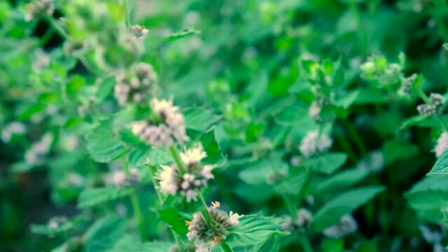 mint bloom in the garden. Selective focus.