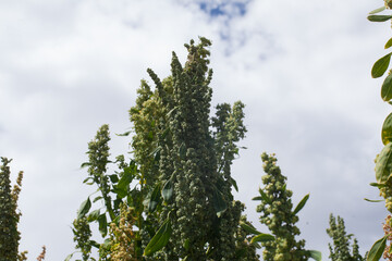 photograph detail of the Quinoa plant in a landscape in the andes of peru.