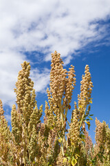 photograph detail of the Quinoa plant in a landscape in the andes of peru.