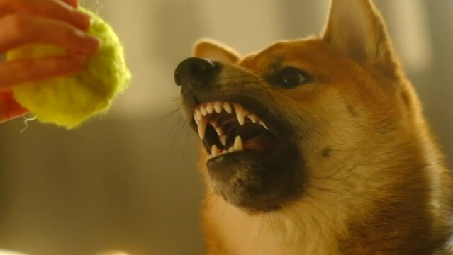 The owner plays with the dog with a tennis ball at home. Puppy shiba inu tries to bite a ball. Slowmo 