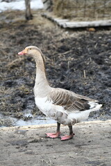 Gray goose walks on the farm