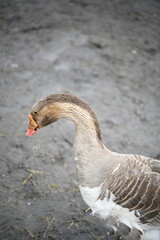 Gray goose walks on the farm