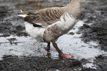 Gray goose walks on the farm