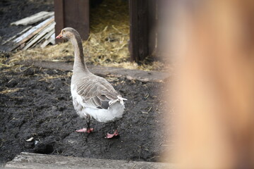 Gray goose walks on the farm