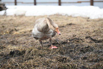 Gray goose walks on the farm