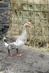 Gray goose walks on the farm