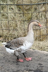 Gray goose walks on the farm