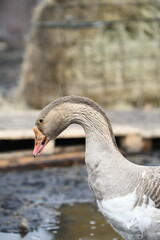 Close-up of a goose's head eye and neck
